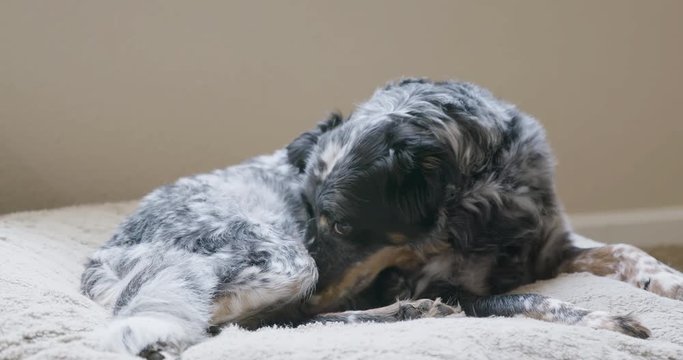 Dog Laying on Bed Licking Itself