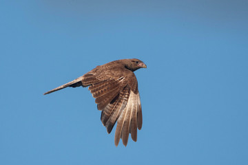 Chimango caracara (Milvago chimango) in flight