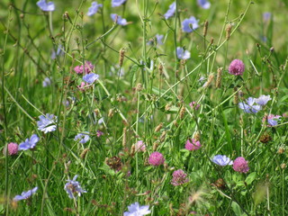 Fototapeta premium Wild flowers in the grass