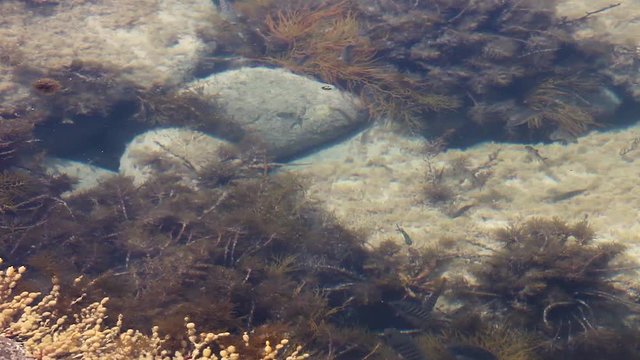 School of fish swimming in shallow rock pool, searching for any signs of food.