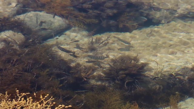 School of fish swimming in shallow rock pool., rolling wave comes in to disrupt their flow.