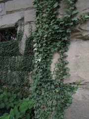 Ivy growing on a stone wall