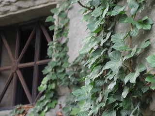 Ivy growing on a wall