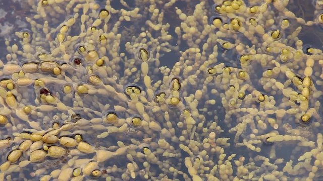 Hormosira seaweed growing in ocean rock pool.