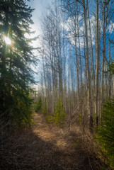 Fototapeta premium Sunny Day in the Spring Forest