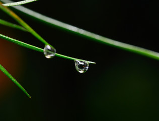 Water drop