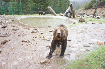 Young brown bear in a zoo.