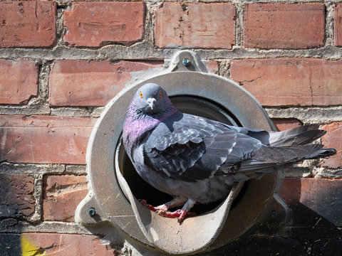 Pigeon in a Drain Pipe Posing for the Camera