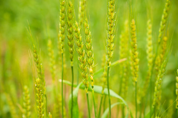 小麦のイメージ