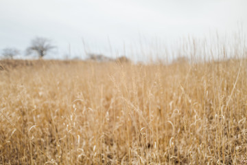 春の八島ヶ原湿原