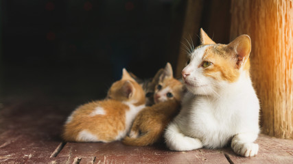Fototapeta na wymiar Cat and kitten sleep on wooden floor with sunrise,Selective focus.