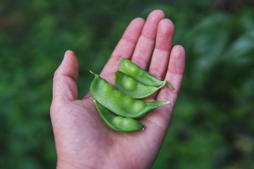Hand holding snow peas 
