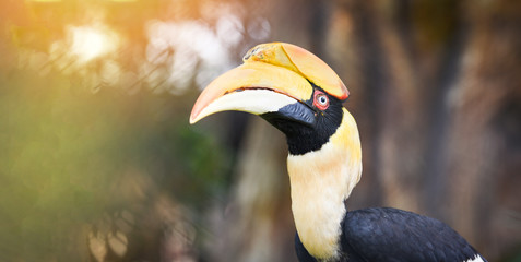 Great Hornbill in the national park / Great indian hornbill beautiful bird