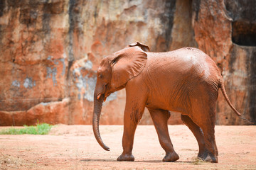 Fototapeta na wymiar Young elephant in National park / Africa elephant with mud on skin