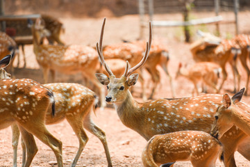 Spotted deer wild animal in the National park / Other names Chital , Cheetal , Axis deer