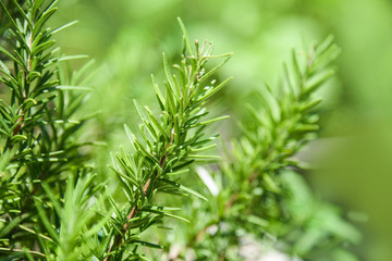 Rosemary plant leaves in the garden nature green background / Rosmarinus officinalis