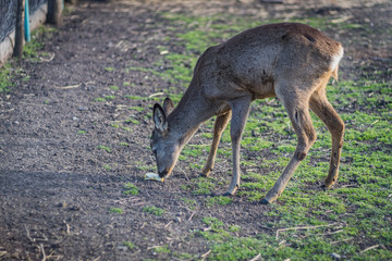 Deer