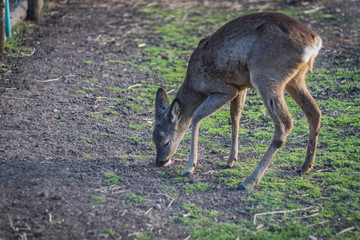 Deer eating