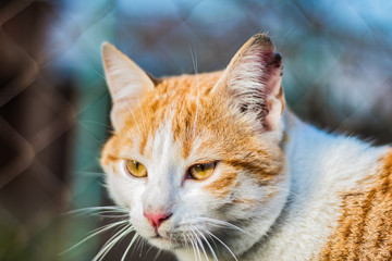 Misho the majestic cat