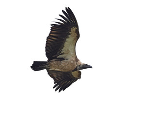 White-backed vulture (Gyps africanus)