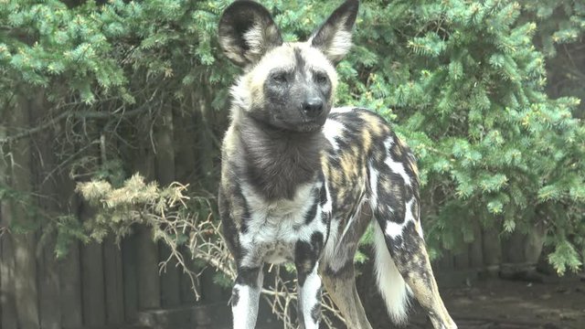 The African wild dog (Lycaon pictus)