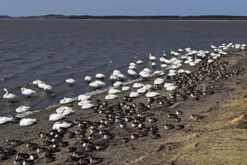日本　北海道　クッチャロ湖　コハクチョウ