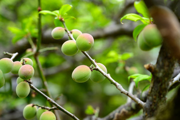 梅の実のイメージ