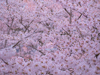 満開の桜