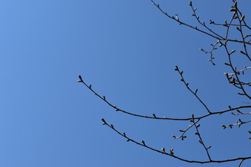 オオヤマザクラ　つぼみ