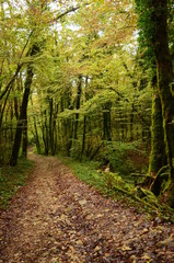 Mystical beautiful mossy forest scenery with a closeup of trees covered by moss, France