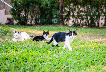 Fototapeta na wymiar Three cats on green grass