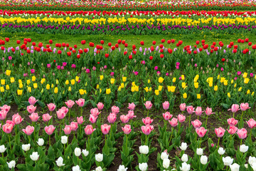 Spring fields of blooming tulip. Beauty outdoor scene