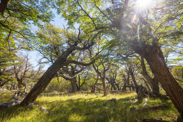 Summer forest