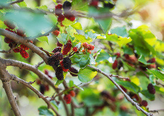mulberries on tree,