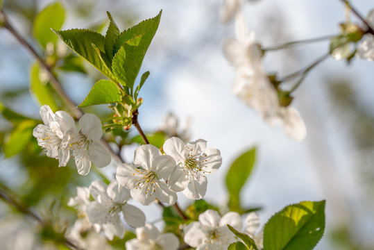 Branch of Cherry Tree. Spring White Flowers Bloosom