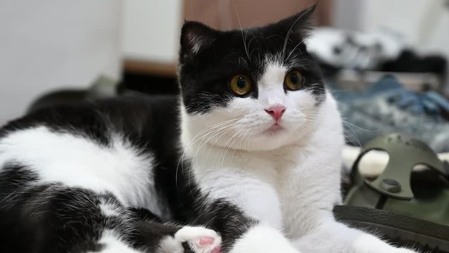 4K Close up lovely scottish fold cat. Playful, cute, and beautiful cat.
