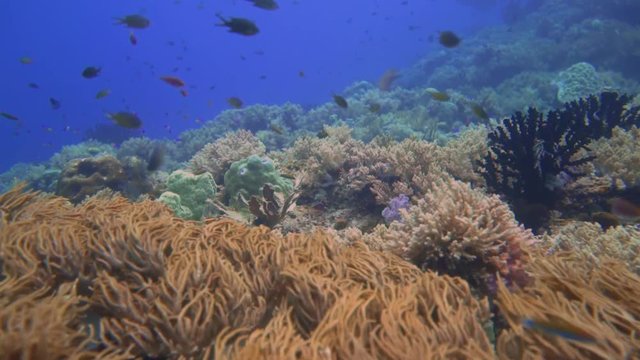 Drifting with the current over a healthy reef in Indonesia. Amongst the soft corals are many small reef fish