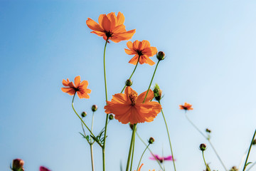 Orange cosmos at blue sky.