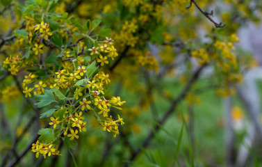 Currant Blossom, Yellow Flower of Currant Branch