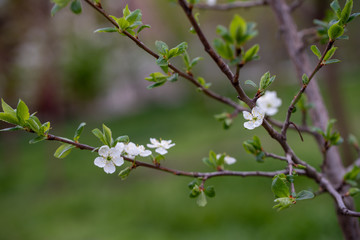 Cherry Tree Blossom