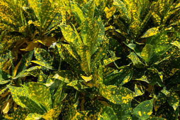 Yellow tropical leaves pattern background and Natural wallpaper