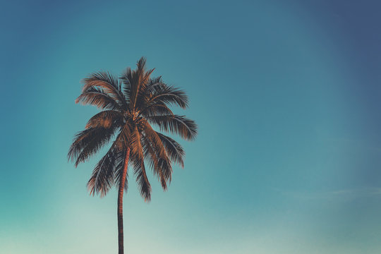 Coconut palm tree at tropical coast in island beach with vintage tone.