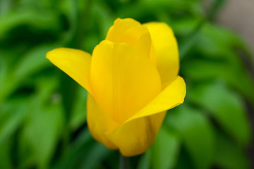  Yellow tulip garden on the background of green leaves