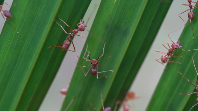 Red ants or fire ants on green palm leaf, island Koh Phangan, Thailand, macro, close up
