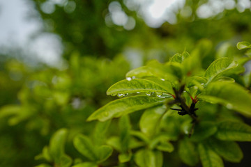 雨露に濡れる植物