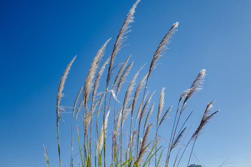 Fototapeta premium ススキ
