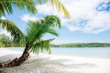 Fototapeta na wymiar Palm leaves on sand.