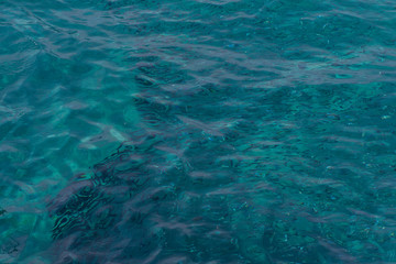 School of the blue and silver fishes in clear crystal water