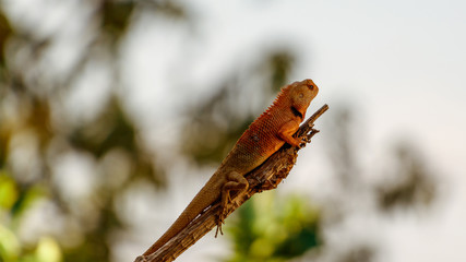 Chameleon Walking on Tree, Reptile Background, Orange Chameleon