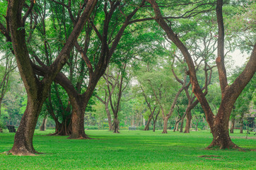 Fototapeta na wymiar trees in the park fresh green nature background at out door in city for relax area good breath healthy. green environment garden ozone oxygen save world.